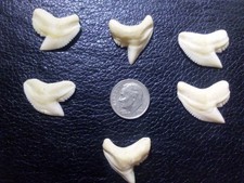Tiger Shark Teeth Lot 3/4 +