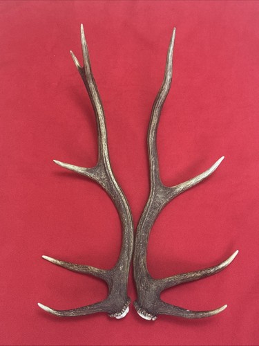 Pair red deer antlers 829g - antlers,