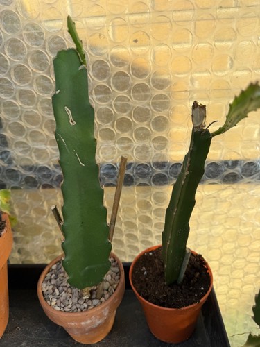 Queen the night cactus - 'queen, night'