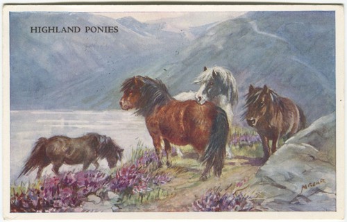 Highland ponies horse - highland, mabel