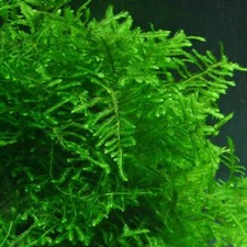 Java moss growing shelf - moss, ledge