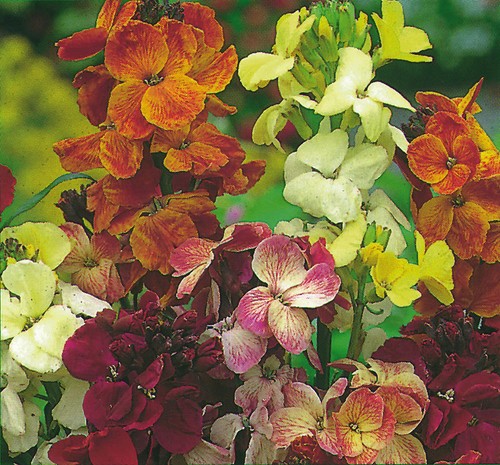Wallflower english fair - wallflower, lady