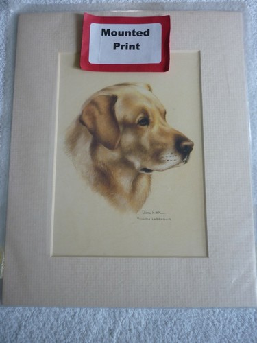 Yellow labrador joel kirk - yellow,