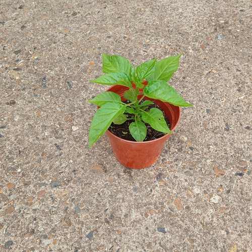 Natural home grown chilli - home,