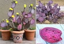 Purple Prickly Pear cactus |