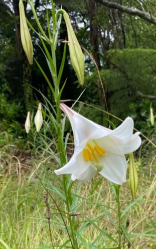 Wild lily seeds lilium - -, 50
