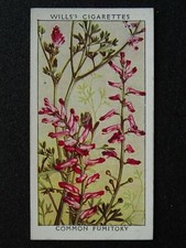 COMMON FUMITORY Wild Flowers