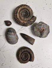 British fossils 6 piece - british,