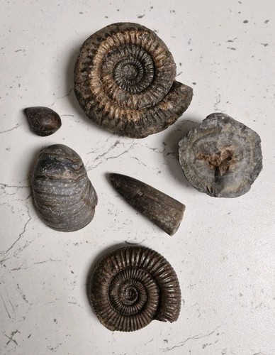 British fossils 6 piece - british,