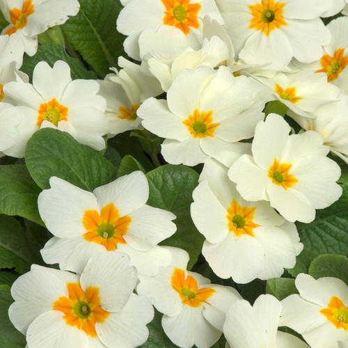 Primrose cottage cream pack - cottage,