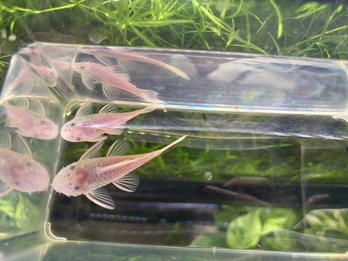 Wysiwyg young breeding pair - young, of