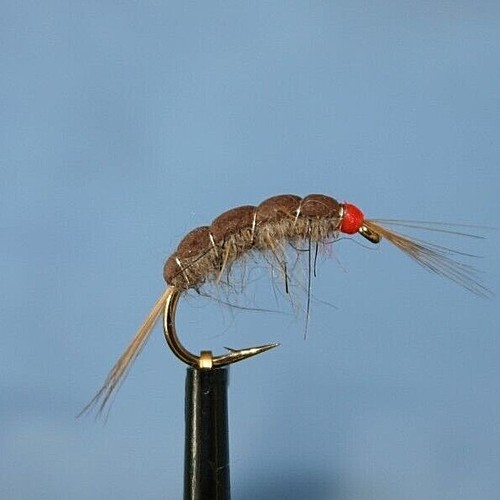 Killer shrimp trout - shrimp,
