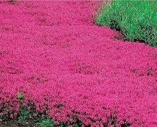 1000 Red Rock Cress Seeds Creeping Thyme Seed Thymus Serpyllum Ground Cover UK