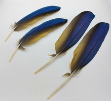 Blue gold macaw parrot - blue,