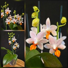 Phalaenopsis Mini Mark, 3