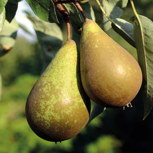Pear fruit tree - pear,