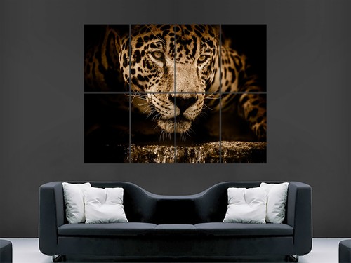 Jaguar cat poster - poster, close