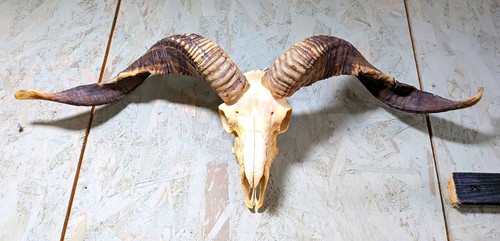 Ram skull with large - skull, twisted