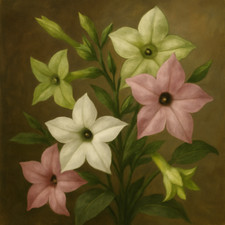 Nicotiana Whispers Mixed F1