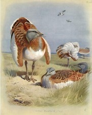 Vintage Great Bustard