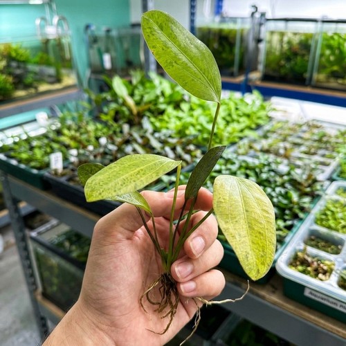 Echinodorus ozelot red - ozelot,