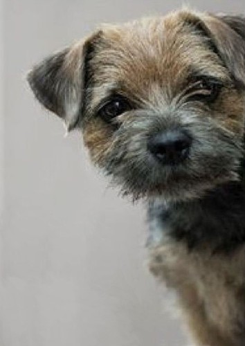 Border terrier dog - , greeting