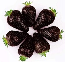 BLACK STRAWBERRY SEEDS, 50 SELECTED SEEDS + FREE