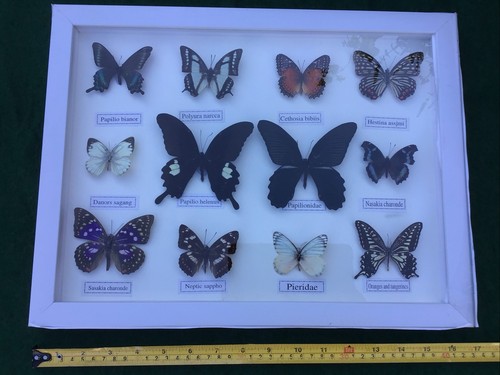 Set mounted butterflies in - of,