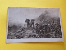 Evening mists highland cattle