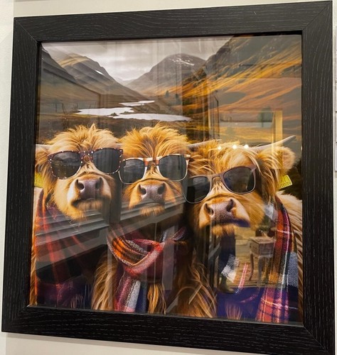 Highland cows black - highland, frame