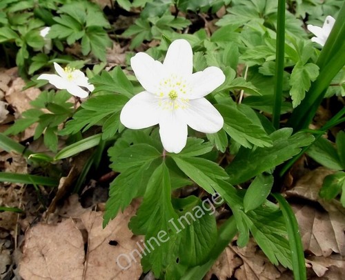 Photo 6x4 wood - photo, plant