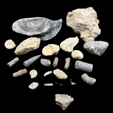 1kg british fossil mix dorset - fossil,