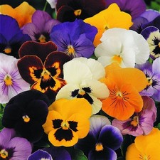 Pansy 'Special Summer Matrix