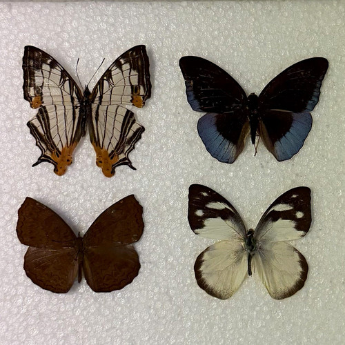 Butterfly moth taxidermy - butterfly/moth,