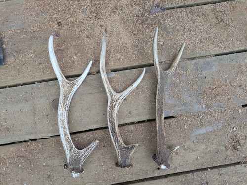 Sika deer antlers aprox - deer,