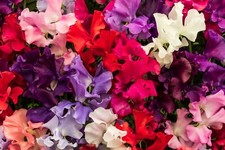 30 seeds Winter Sweet Pea