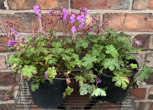 Perennial geranium pink - geranium,