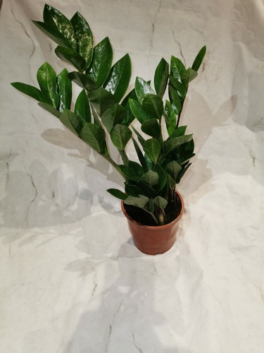 Full zamioculcas zamiifolia - full, zz