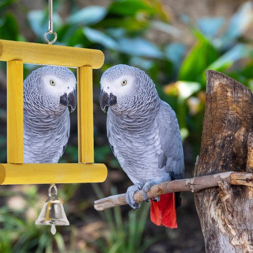 Parrot mirror toy chicken - parrot,