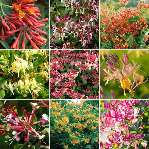 Lonicera garden ready plant - garden,