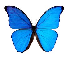 Papered morpho didius