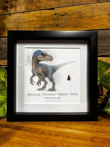 Genuine raptor therapod - raptor,