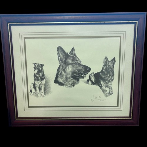 Joel kirk german shepherd - joel,