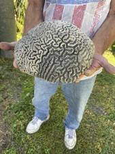 Giant 13.8 pounds Brain Coral – Heavy Natural Display Fossil Coral vintage