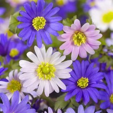 100 Anemone Blanda Mixed