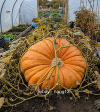 Pumpkin atlantic giant - 1,