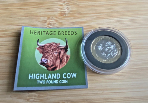 2024 highland cow - 2024, two