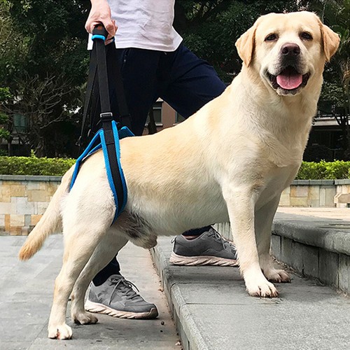 Dog back leg - dog,