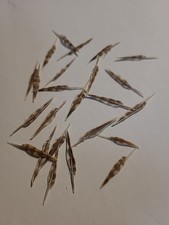 Woodcok Pin Feathers.