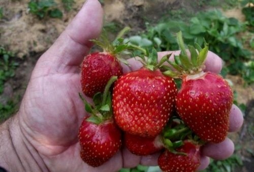 Seeds strawberry cambridge - 50,